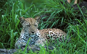 Mpumalanga Prints: Leopard lying in grass. MalaMala Game Reserve Mpumalanga
