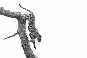 Agility Prints: A leopard, Panthera pardus, climbs down a tree branch