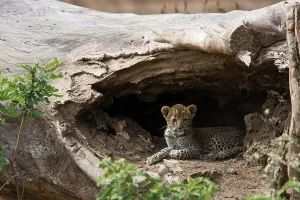 Out Of Africa Prints: Leopard Panthera Pardus} cub. Lower Zambezi National Park