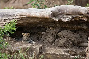 Out Of Africa Prints: Leopard Panthera Pardus} cub. Lower Zambezi National Park