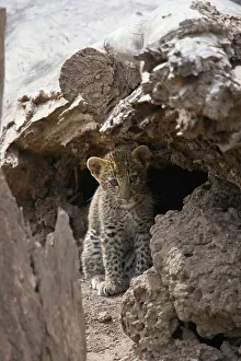 Vertical Photograph Prints: Leopard Panthera Pardus} cub. Lower Zambezi National Park