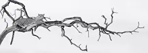 Wildlife Conservation Prints: A leopard, Panthera pardus, lies in a dead tree, looking out of frame, in black and white
