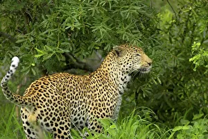 Mpumalanga Prints: Leopard (Panthera pardus) marking it's territory by rubbing its head on bushes and spraying urine