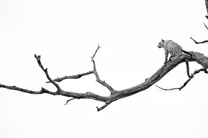 A leopard, Panthera pardus, sits on a dead tree branch, tail hangs down, looking away, in black and white