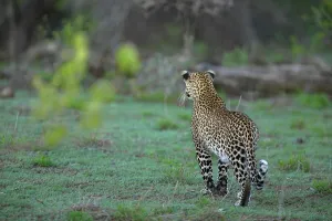 Mashatu Prints: Leopard (Panthera pardus) stalking Impala (Aepyceros melampus melampus)