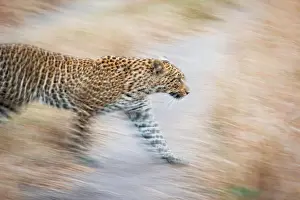 A leopard, Panthera Pardus, walks, looking away, ears back, motion blur