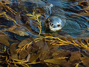 Curiosity Prints: Leopard Seal (Hydrurga leptonyx) pokes its head up through Giant Kelp (Macrocystis spongish) in Hercules Bay