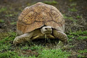 Turtle Prints: Leopard Tortoise, Geochelone Pardalis, Adult Standing On Grass, Kenya