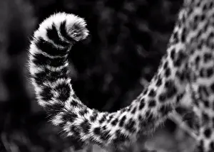 Animal Prints: A leopard's tail, Panthera pardus, curled up, dark rosettes on fur, in black and white