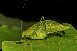 Rainforests Prints: Lesser Angle-winged Katydid (Microcentrum retinerve), Costa Rica