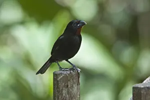 Lesser Antillean Bullfinch (Loxigilla noctis) adult male