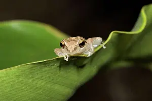 Caribbean Prints: Lesser Antillean whistling frog on a leaf St Lucia