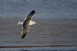 Marine Prints: Lesser Black-backed Gull (Larus fuscus graellsii) adult