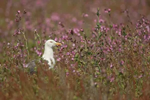 Sea Bird Prints: Lesser Black Backed Gull ( Larus fuscus) in Red Campion (Silene dioica) Skomer Island