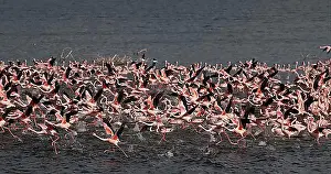 East Africa Prints: Lesser Flamingo (phoenicopterus minor)