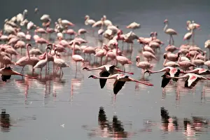 Animal Prints: Lesser flamingos at Lake Nakuru, Kenya
