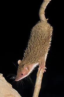 Lesser Hedgehog tenrec (Echinops telfairi) clambering in spiny forest vegetation at night