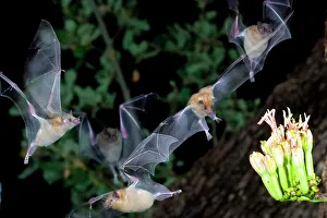Spread Wings Prints: Lesser Long-Nosed bats (Leptonycteris curasoae) flying at night