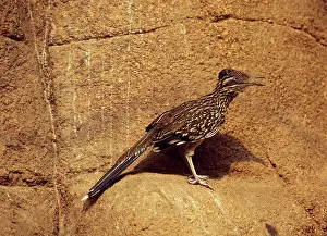 Visitor Prints: lesser Roadrunner, Geococcyx velox