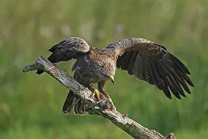 Feed Prints: Lesser spotted eagle (Aquila pomarina) on branch eating caught rat