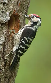 Sedentary Prints: lesser-spotted woodpecker at tree, Dendrocopos minor