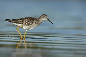 Wading Prints: Lesser Yellowlegs (Tringa flavipes) adult