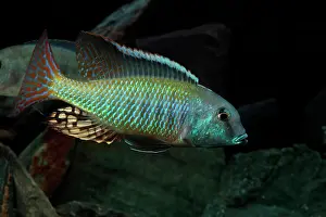 Chordate Prints: Lethrinops albus Kande Island male in aquarium