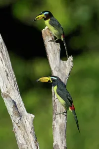 Perched Prints: Lettered Aracari (Pteroglossus inscriptus) perched on a branch in the Amazon of Brazil.