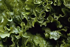 Sseditor Aa Prints: Lettuce