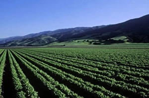 Features Prints: A lettuce field in California's Salinas Valley. Salinas Valley, California, USA