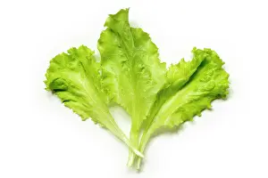 Essen Prints: three Lettuce leaves three fresh green Lettuce leaves isolated on white Copyright: xZoonar