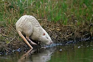 Body Of Water Prints: Leucistic coypu, nutria (Myocastor coypus) white morph