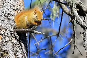 Albinism Prints: A leucistic red squirrel, Tamiasciurus hudsonicus; taking a nap in his forest habitat in rural Alberta Canada