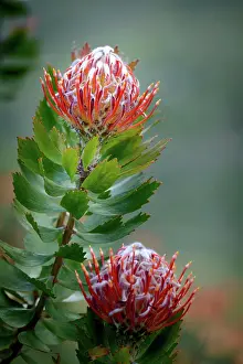 Wildflowers Prints: Leucospermum glabrum. Kirstenbosch Gardens. Cape Town. Western Cape. South Africa