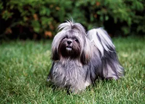 Canines Prints: Lhasa Apso, AKC, Hazel photographed in Kalamazoo