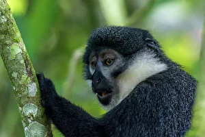 L'Hoest's monkey or mountain monkey (Cercopithecus lhoesti)