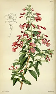 Antique Print Prints: License this image at https://www
