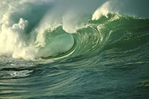 Curl Prints: License this image at https://www