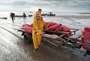 Seafood Prints: Licensed cockle pickers unloading bags after picking from cockle beds