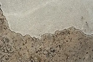 Colonization Prints: Lichen covering a granitic stone