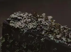 Lichen growing on an old headstone