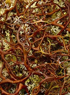 Natural Pattern Prints: Lichen pattern, Arctic tundra, north side of the Brooks Range