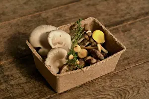 Fungi Prints: Still life of edible fungi in cardboard box, edible mushrooms cultivated at a fungarium
