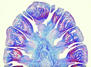 Cone Prints: Light micrograph longitudinal section of pinus ovulate female cone