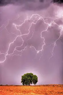 Heaven Prints: Lightning above lone tree, Colorado