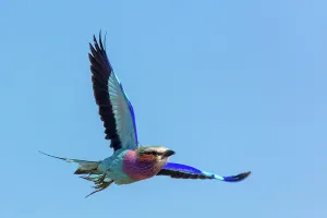Okavango Prints: Lilac-breasted (lilacbrested) roller (Coracias caudatus)