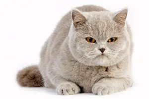 Felidae Prints: Lilac British Shorthair Domestic Cat, Female Against White Background