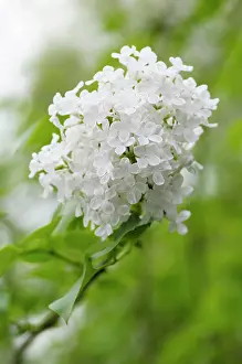 Perfume Prints: Lilac, Syringa oblata, One flowering panicle with many small white flowers