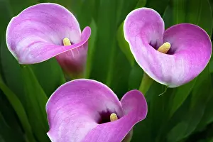 Horticulture Prints: Lily, Calla lily, Close up of three pink coloured flowers