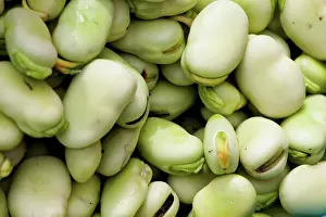 Vegetables Prints: Lima Beans For Sale At The Saturday Market, Otavalo, Imbabura, Ecuador